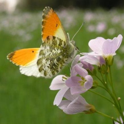 心动小镇红襟粉蝶捕捉攻略，一网打尽新技巧