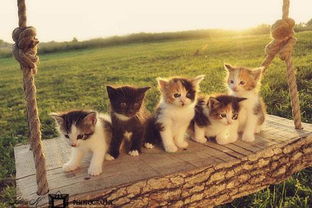 轻松掌握《心动小镇》猫猫屋建造秘诀，打造梦幻家园新体验