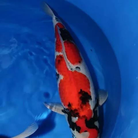 《心动小镇》独家攻略：揭秘鱼缸建造新玩法