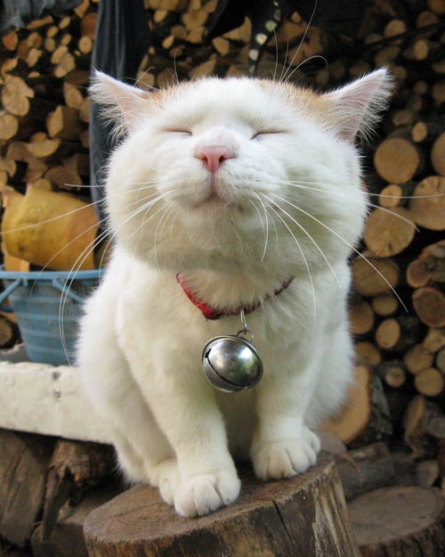 绝区零小黑领养攻略：六分街猫猫养成秘籍大公开