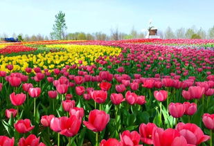 园艺杂交新秘籍：揭秘《心动小镇》花之繁衍奥秘