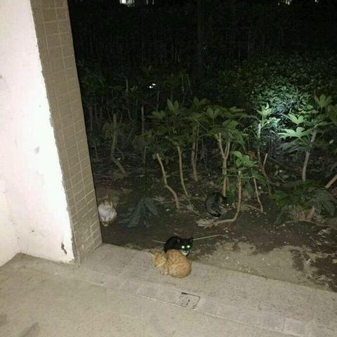 绝区零领养秘籍：轻松解锁猫咪小黑领养新姿势