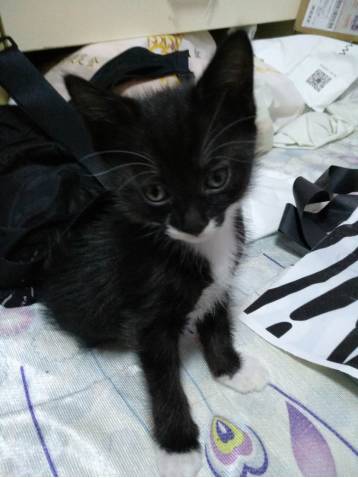 绝区零领养秘籍：六分街猫猫小黑收养攻略全解析