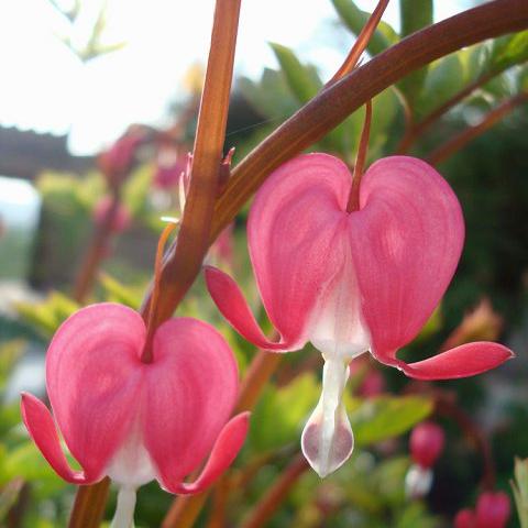 馥郁幻想攻略揭秘：香水配方与原石领取新攻略速览