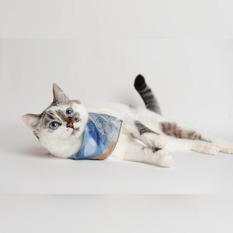 《绝区零》喵吉长官全收集秘籍，光映广场攻略大揭秘！