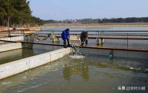 辣椒秘养鱼塘，鱼美口感佳升级