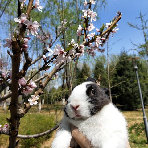 绝区零主线攻略：兔绳探秘，解锁全新游戏价值