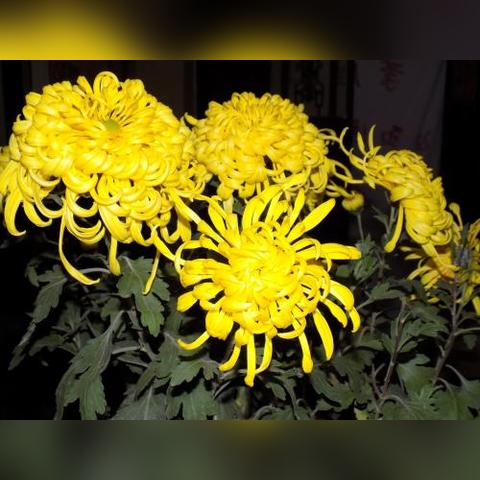 黄金树影DLC独门绝技，落叶格斗术获取秘籍大公开