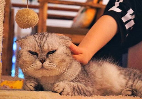 《出发吧麦芬》猫猫包攻略：深度解析，畅玩新体验