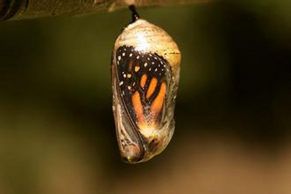 《黑文湖-蛹》深度探秘：揭秘神秘生物蜕变之旅