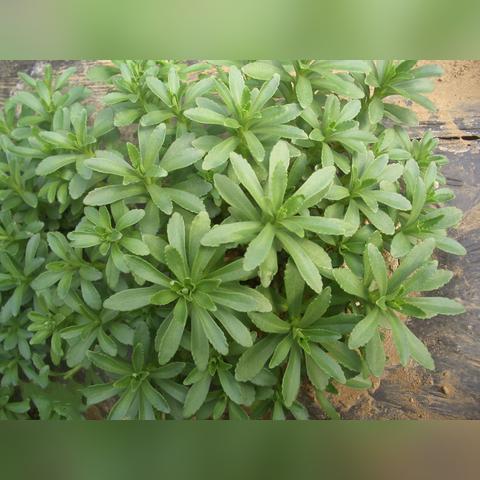 植物杂交新攻略，全商店副本通关秘籍大公开