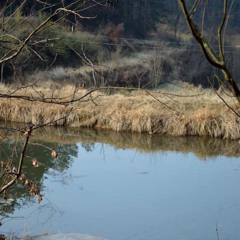 迷雾森林探险攻略：宝箱寻踪新秘境