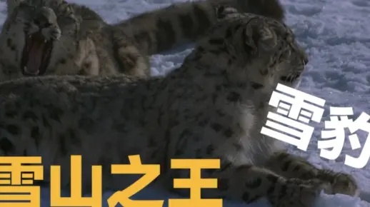 《山王雪豹技能蜕变揭秘，麦芬出发新篇章》