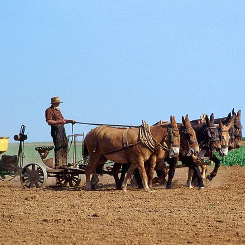 植物大战僵尸杂交版2.0全植物实战强度解析与价值揭秘