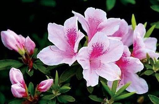 《鸣潮》探秘：高效鸢尾花采集攻略，解锁新玩法