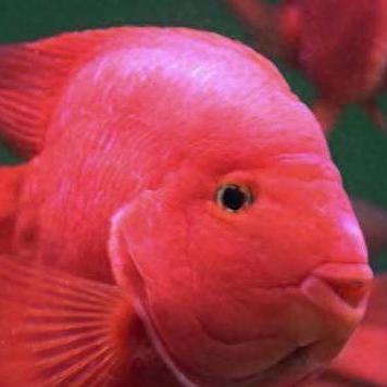 《植物大战僵尸杂交版》宝藏攻略：解锁无尽宝藏秘籍大揭秘