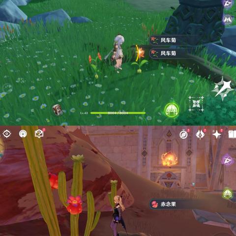 《原神》风车菊高效采集攻略，解锁神秘新技巧