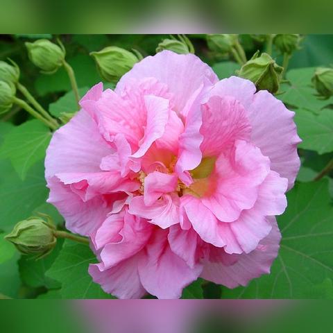 《鸣潮》探秘：鸳鸯花与木莲高效采集攻略，解锁新玩法