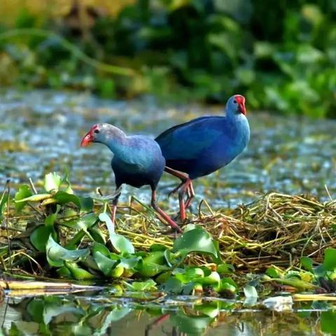 《鸣潮》独门攻略：高效兽肉采集路线大揭秘，轻松升级！