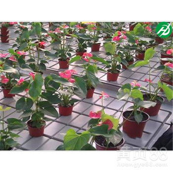 《鸣潮》刺玫菇高效攻略：掌握技巧轻松击破！