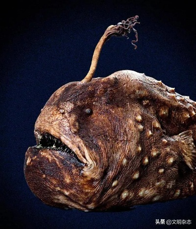 探寻神秘海域，解锁黄金大鮟鱇新谜境