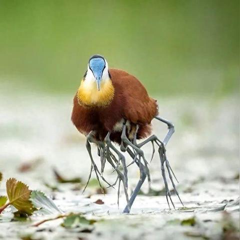 松鼠惊悚揭秘：动物井独特吓唬技巧大公开