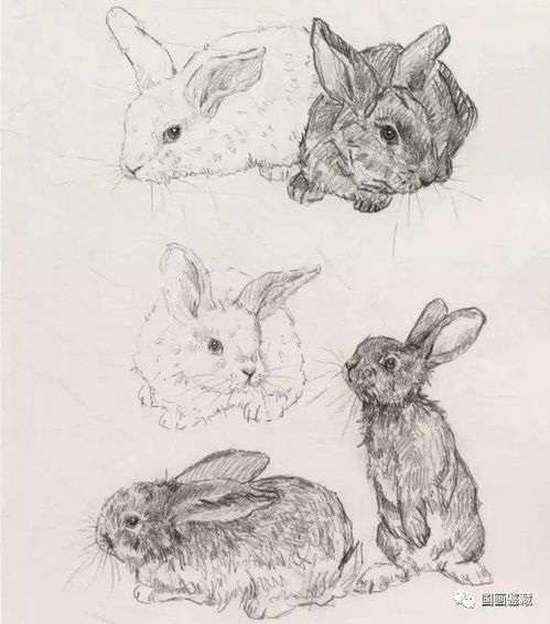 《动物井》全兔子图文教程深度解析，解锁绘画新境界