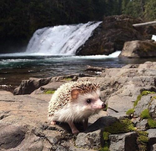 动物井探险秘境大揭秘：探索未知生态奇观