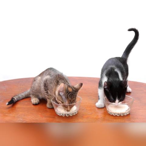 《小猫咪大城市》攻略秘籍：轻松通关全流程技巧解析