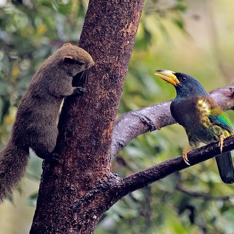 《荒野大镖客2》红腹啄木鸟奇遇记，解锁珍稀生态宝藏