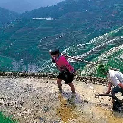 庄园领主田地经营攻略：深度解析纯种田流玩法精髓