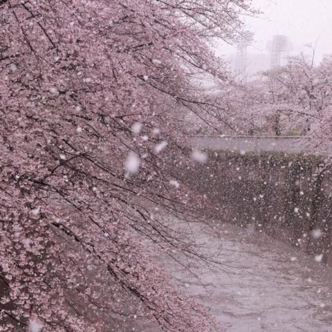 樱飘雪垂钓秘籍：掌握大师级樱飘雪钓鱼技巧