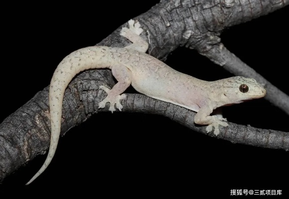 壁虎养殖布局优化攻略：揭秘高效生存新秘籍