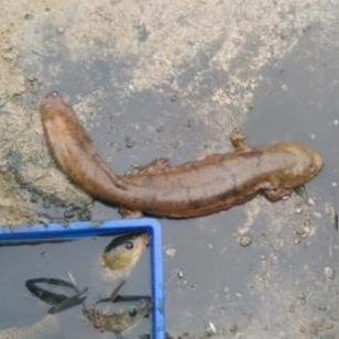 《射雕》开局天赋攻略：揭秘金色天赋最佳选择技巧