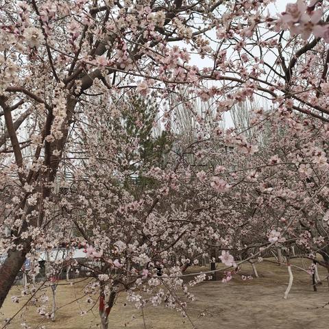 《桃花公主全关卡攻略》揭秘表演时刻新玩法