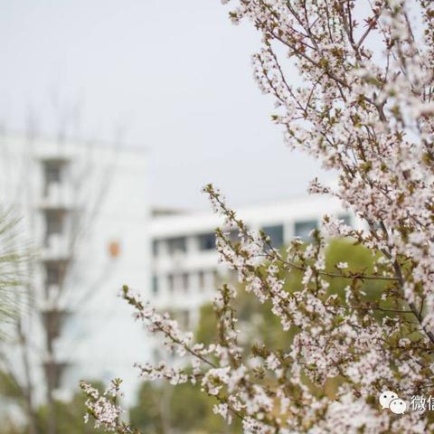 霓裳花采集攻略：解锁神秘花海新玩法