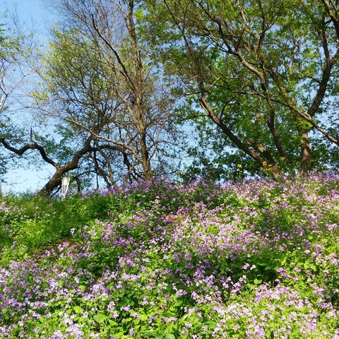 《最终幻想7重生》山丘花海探秘，解锁繁花盛开新篇章