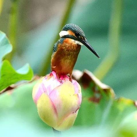 《命运方舟》女沁云飞雪头饰染色混搭秘籍大公开