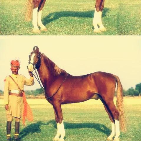 帝国神话坐骑养成攻略：高效驯养秘籍大公开