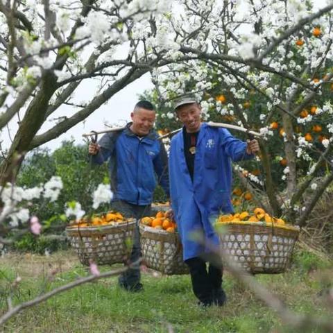 黑天鹅培养攻略：打造强力配队新思路