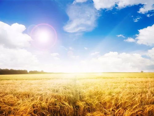 《雾锁王国》小麦稻草藏匿秘境，探秘稻草麦田新发现