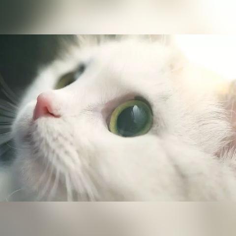 《怪物猎人世界》猫饭食材攻略：高效获取全食材秘籍大公开