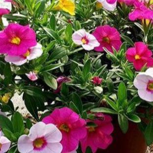 《致命公司怪物攻略》全解析：应对技巧一网打尽