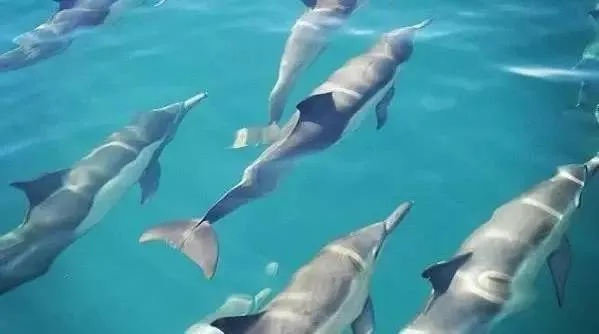 塔拉塔海谷海豚解锁攻略，解锁新境界！