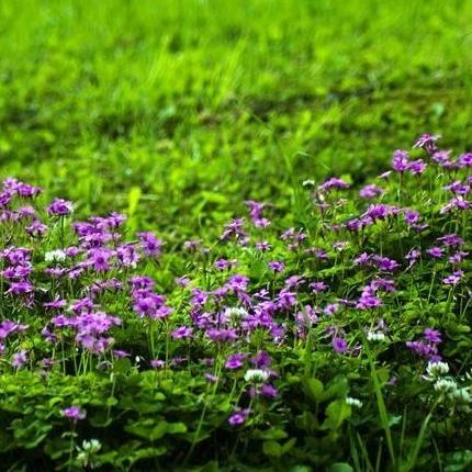 《元梦之星》飘荡秘籍：轻松掌握随风飘荡技巧