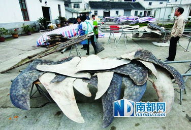 电荷弹法师屠宰场BD实战解析，深度剖析法师屠宰技巧