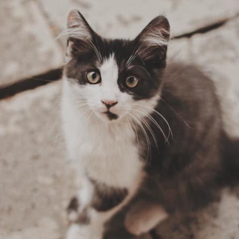 《致命公司图鉴》揭示终端机生物进化奥秘