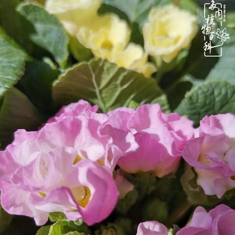 《无畏契约》隐士修所盖点位解析：高效攻略全解析**实战技巧**