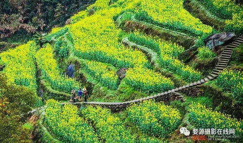 湖光铃兰探秘之旅：揭秘全新采集秘境