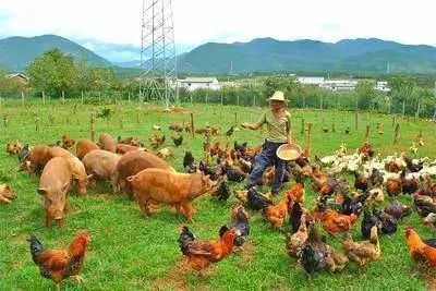 领地农场牧场新攻略：揭秘高效养殖与种植技巧